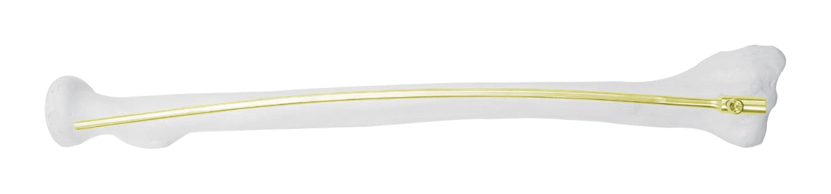 A horizontal pale white bone-shaped form contains a slightly curved slender gold rod, with enlarged rounded ends and soft translucent shading against black